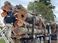 ENFRENTAMENTO AOS CRIMES AMBIENTAIS: PRF apreende o equivalente a 1.797 campos de futebol de madeira ilegal nas rodovias federais do Pará