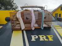 PRF resgata 04 pássaros silvestres, em Itaituba/PA