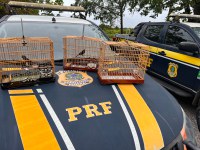 PRF resgata animais silvestres, durante fiscalização em Capanema/PA