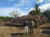 PRF e Ibama apreendem mais de 4.000 m³ de madeira ilegal em ação de combate ao desmatamento, em Jacundá/PA
