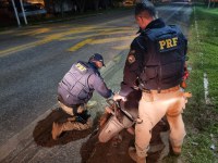 PRF recupera motocicleta roubada, em Mãe do Rio/PA