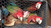 PRF resgata 27 animais silvestres sendo transportados em condições degradantes, em Capanema/PA