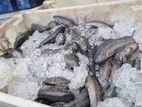 PRF apreende mais de uma tonelada de pescado sem nota fiscal, em Cachoeira do Piriá/PA