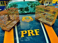 PRF resgata 02 pássaros silvestres, em Altamira/PA