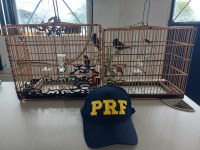 PRF resgata dois pássaros silvestres, em Marabá/PA