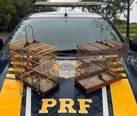 PRF resgata pássaros silvestres, em Capanema/PA