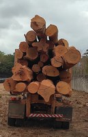 PRF apreende 42 m³ de madeira ilegal, em Dom Eliseu/PA