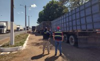PRF flagra 80 bovinos sendo transportados sem documentação na BR-010, em Dom Eliseu/PA