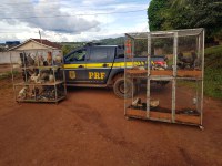 PRF resgata 106 aves sendo transportadas ilegalmente, em Medicilândia/PA