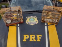 PRF resgata aves silvestres sendo transportadas de forma ilegal, em Capanema/PA