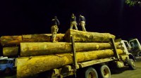 PRF apreende 38,78 m³ de madeira sendo transportada de forma ilegal, em Altamira/PA