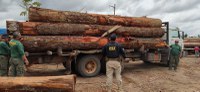 Cerca de 497m³ de madeira são apreendidos em Operação Integrada entre PRF, IBAMA e INCRA, no município de Anapu (PA)