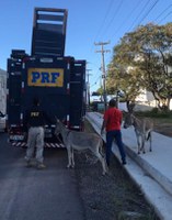 PRF na Paraíba realiza Operação Pista não é Pasto