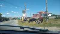 Em menos de 12 horas, 25 animais foram retirados das margens de rodovias federais no sertão paraibano, entenda os riscos