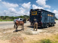 Operação Rodovida: PRF recolheu mais de 220 animais soltos em rodovias federais paraibanas nos primeiros dias de 2022