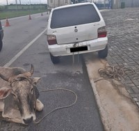 PRF resgata dois bovinos que estavam sendo transportados em veículos de passeio em Mamanguape/PB