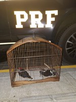 Em menos de 04h a PRF na Paraíba prende um indivíduo, resgata três aves silvestres e flagra homem conduzindo ônibus escolar sem habilitação