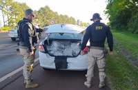 PRF prende jovem transportando skunk no Paraná