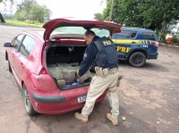 PRF apreende 150 quilos de maconha em Santa Terezinha de Itaipu (PR)