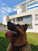 PRF resgata cães de guarda que fugiram na Linha Verde