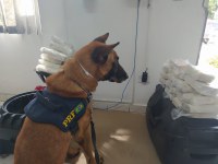 Cães farejadores da PRF encontram 20 quilos de maconha em Pinhais/PR