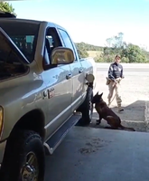 Cães da PRF encontram 68kg de cocaína em picape de luxo.