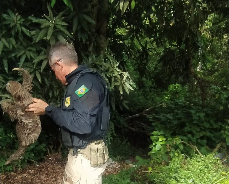 Bicho-preguiça cai em buraco e é resgatado pela PRF no Recife