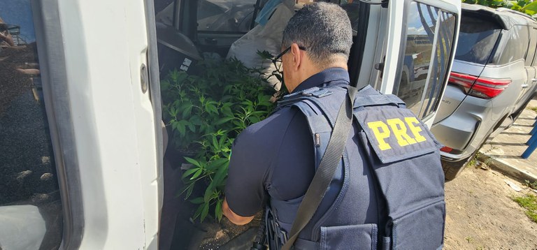 PRF apreende 12 pés de maconha dentro de furgão clonado em Belo Jardim