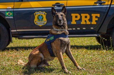 Cão farejador