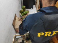 PRF resgata 85 aves silvestres em carro roubado no Sertão de Pernambuco