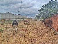 Adolescente suspeito de tentar furtar cavalo é apreendido pela PRF em Petrolina