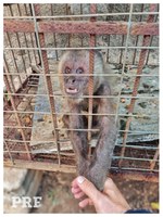 Macaco prego é resgatado em ação de combate aos crimes ambientais em Sertânia