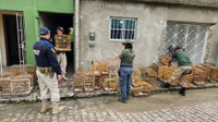 Operação apreende 171 aves silvestres no Sertão de Pernambuco