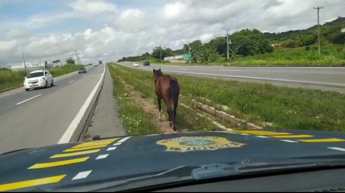 PRF acompanha cavalo por 3 Km para evitar colisão na BR 101