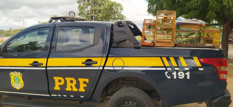 PRF resgata pássaros silvestres dentro de porta-malas de carro em Belém de São Francisco