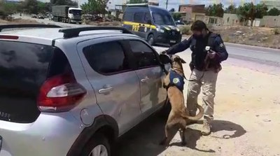 Cão farejador