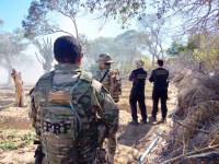 PF e PRF erradicam 20 mil pés de maconha em Dormentes