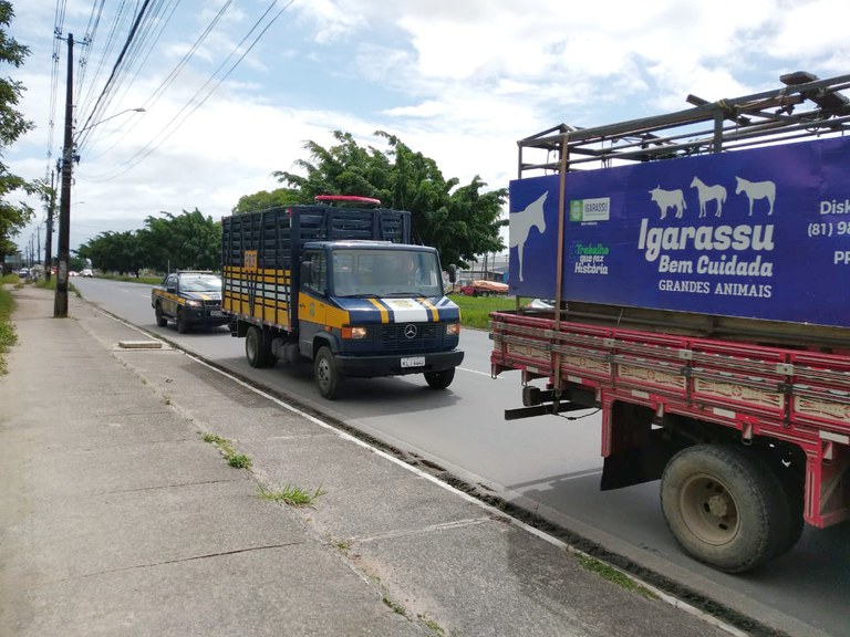 PRF inicia recolhimento de animais em parceria com a Prefeitura de Igarassu