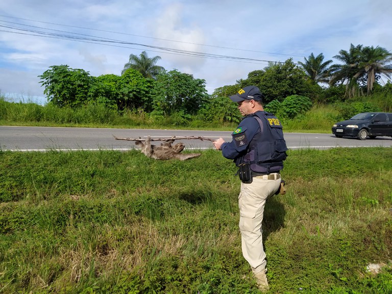 Bicho-preguiça é resgatado pela PRF na BR 101, no Recife