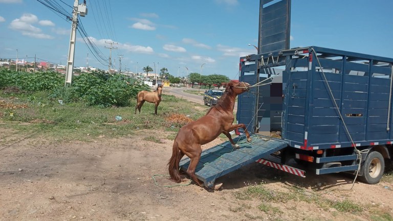 PRF registra aumento de 180% no recolhimento de animais nas rodovias federais de Pernambuco