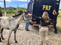 Operação da PRF recolhe 23 cavalos abandonados em rodovias do Recife e Zona da Mata