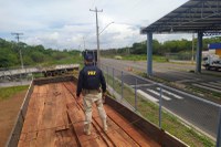 PRF intercepta em Valença do Piauí transporte de madeira ilegal que vinha do estado do Pará