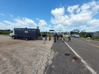 Em menos de 24 horas, mais 12 animais soltos às margens de rodovias federais do Piauí são apreendidos pela PRF