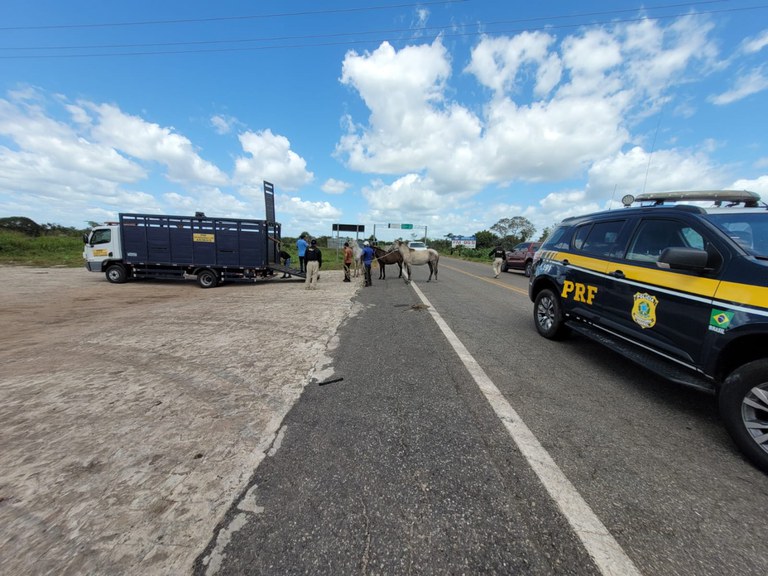 Em Menos De 24 Horas Mais 12 Animais Soltos às Margens De Rodovias