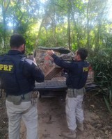 Operação Outono 2023: PRF, IBAMA e ICMBio unem esforços na proteção da biodiversidade do Piauí