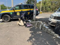 PRF no Piauí apreende 42 tabletes de maconha em Teresina