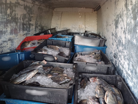 PRF apreende 2,1 toneladas de pescado irregular em Piripiri (PI)