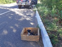 Em Piripiri/PI: PRF resgata três cães que estavam abandonados às margens da BR 343