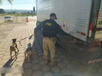 Em São Gonçalo do Gurguéia/PI: PRF resgata dois cães que eram transportados com sinais de maus tratos na BR 135