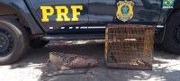 Em Passagem Franca/PI: Homem é flagrado pela PRF transportando animais silvestres na BR 316